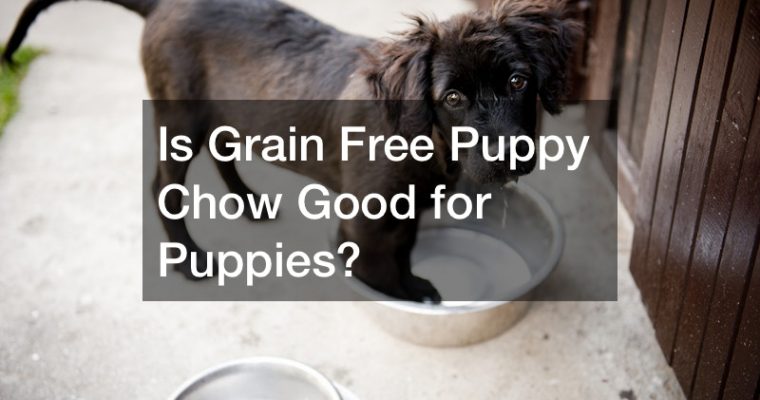 Is Grain Free Puppy Chow Good for Puppies?