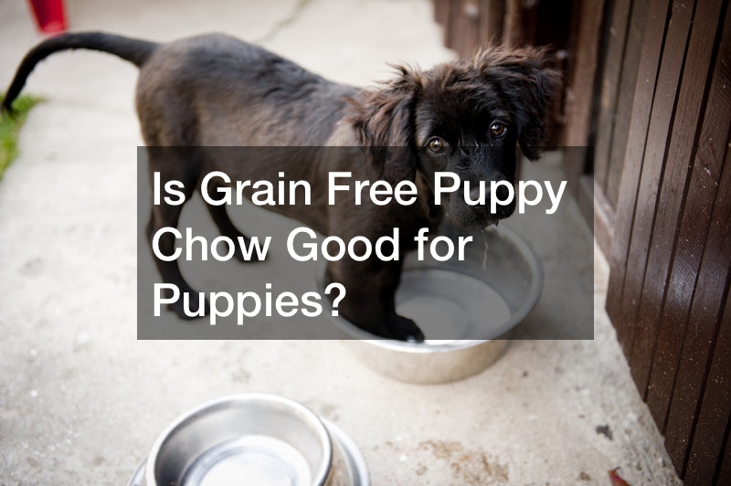 Is Grain Free Puppy Chow Good for Puppies?